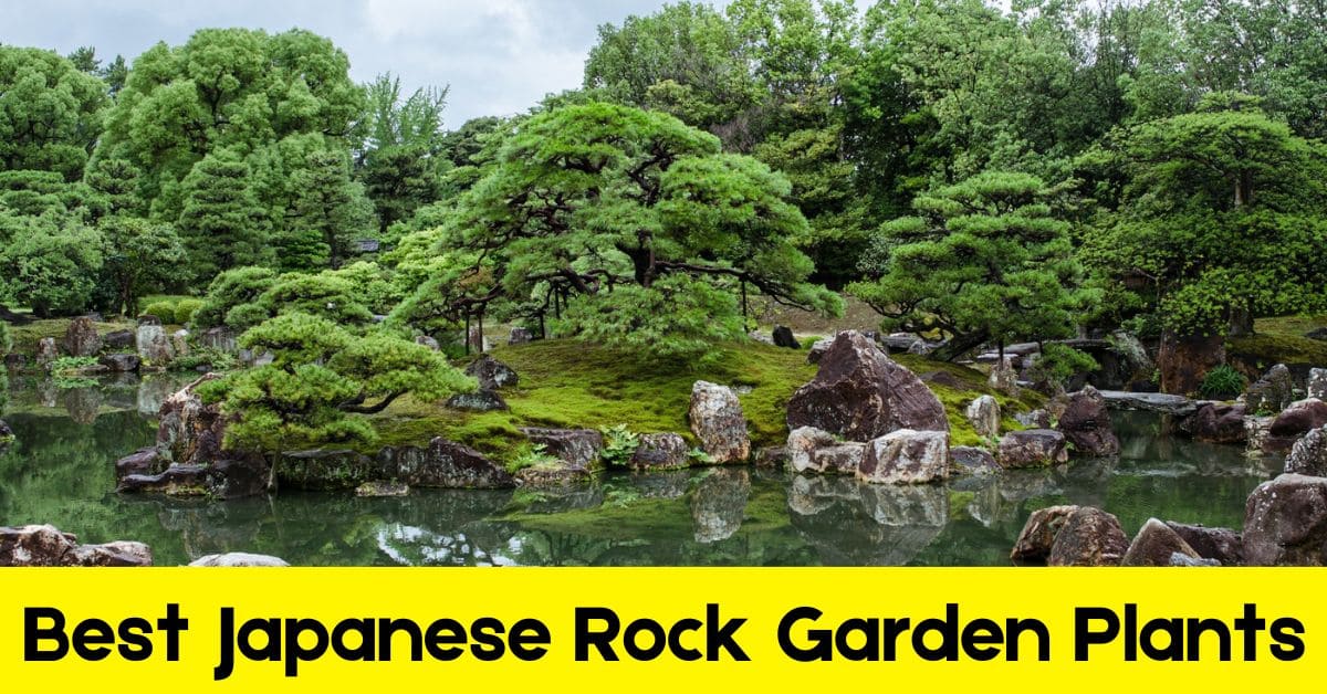 Japanese Rock Garden Plants