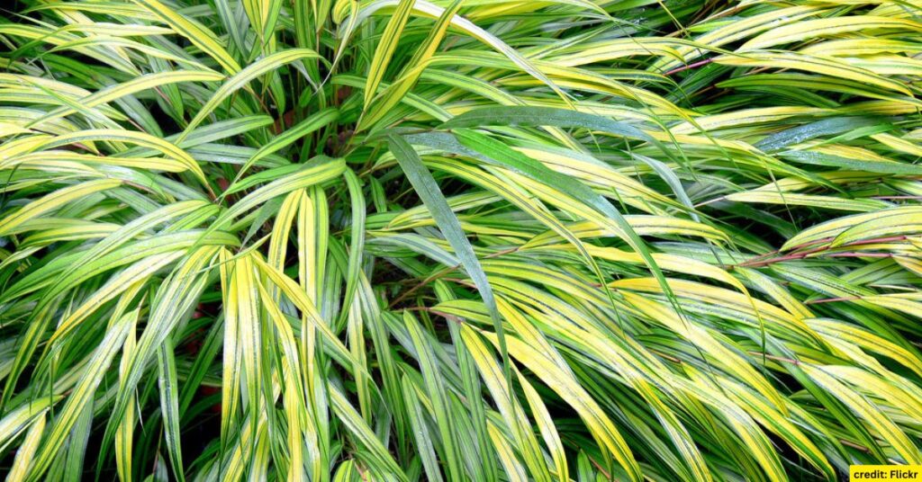 Japanese Forest Grass (Hakonechloa macra)