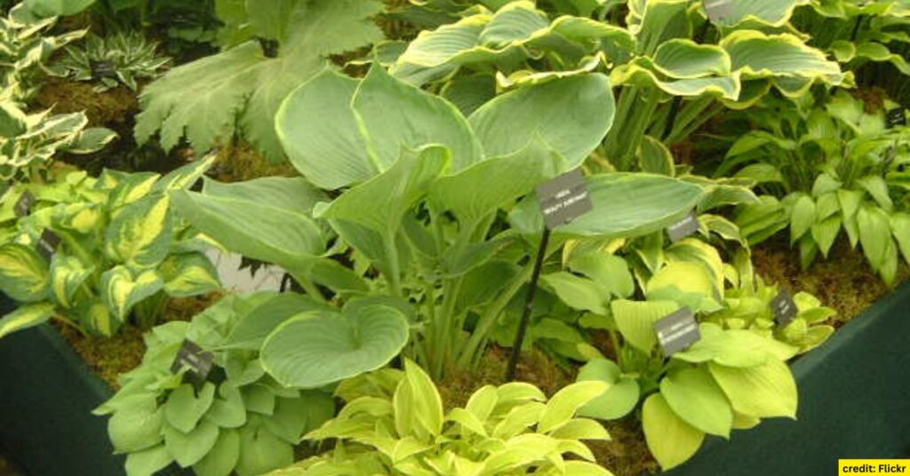 Hostas (Hosta spp.)