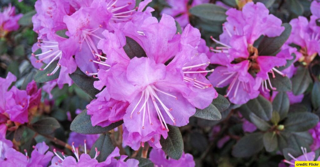 Azaleas (Rhododendron spp.)