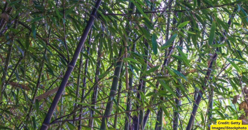 Black Bamboo (Phyllostachys nigra)