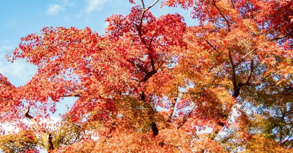 Japanese Maple (Acer palmatum)