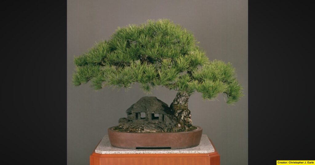 Black Pine (Kuromatsu)