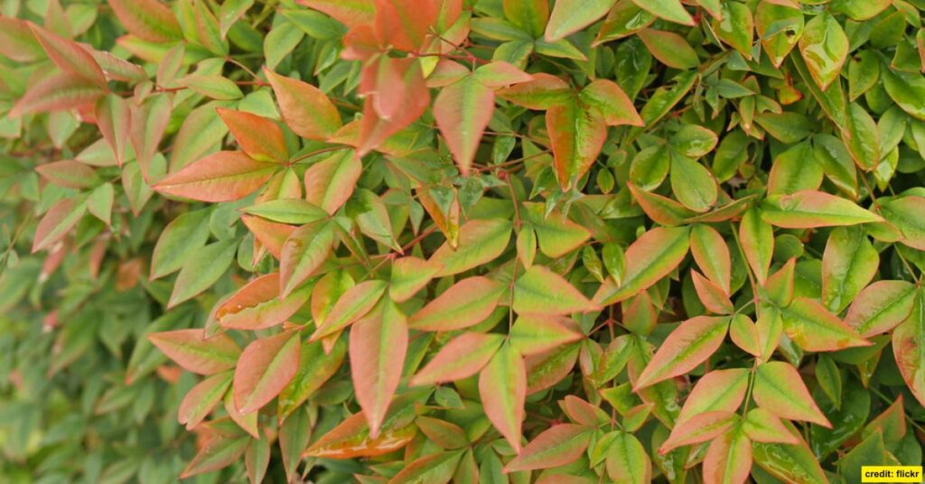 Nandina (Heavenly Bamboo)