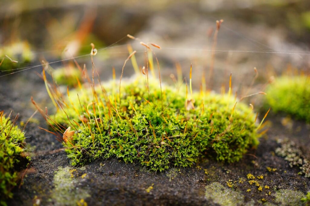 Moss 