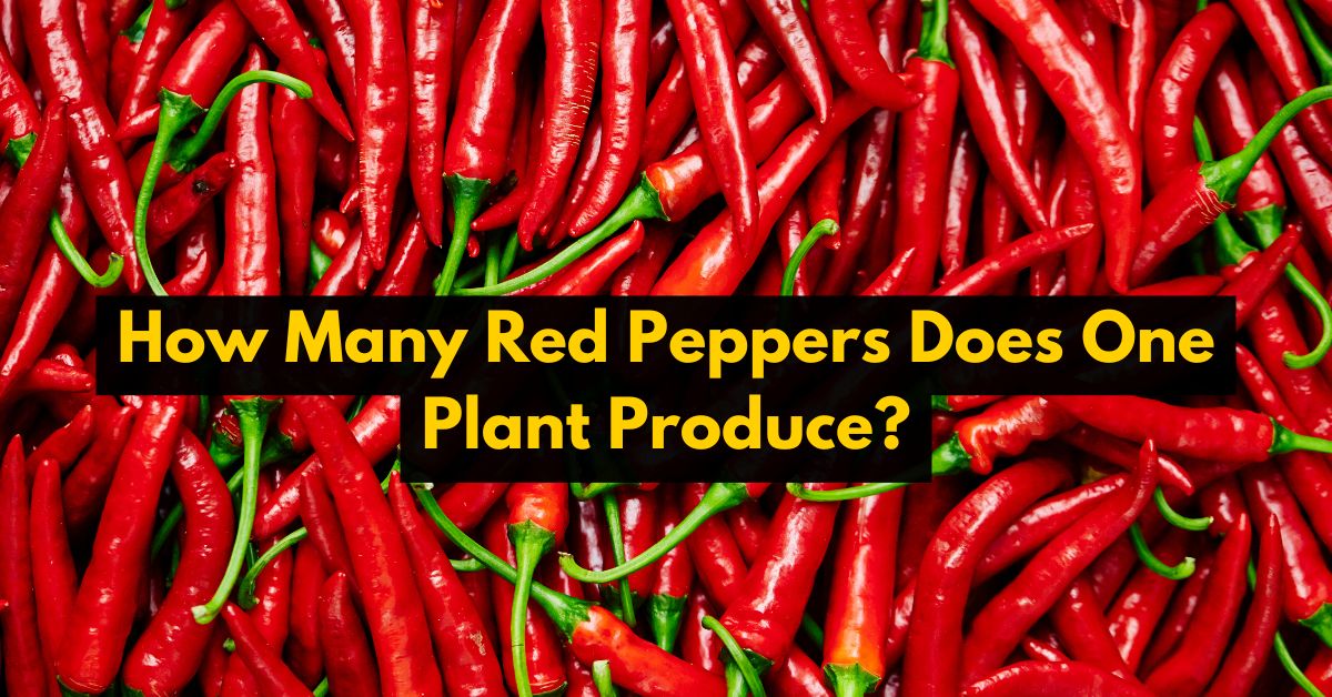 How Many Red Peppers Does One Plant Produce?