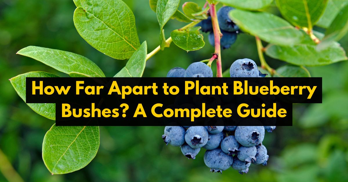 How Far Apart to Plant Blueberry Bushes?