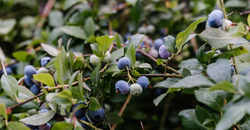 The Ideal Spacing for Blueberry Plants