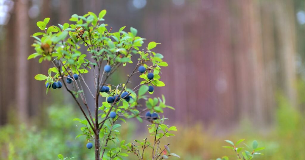 Factors That Affect Blueberry Spacing