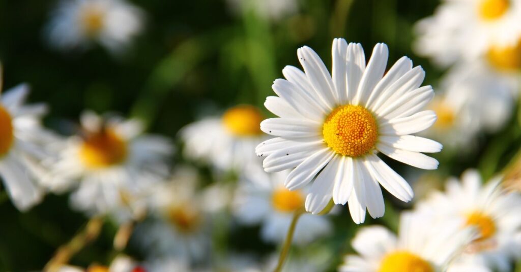 Daisies 