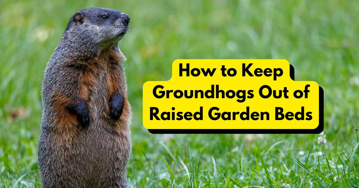 How to Keep Groundhogs Out of Raised Garden Beds