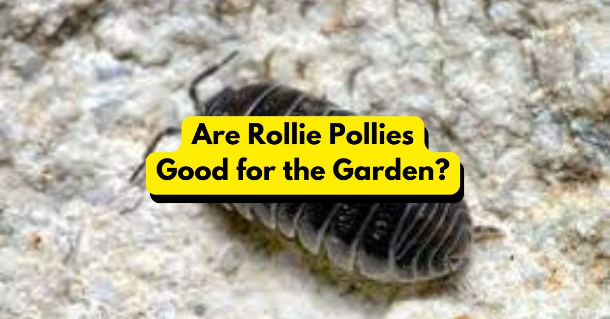 Are Rollie Pollies Good for the Garden?