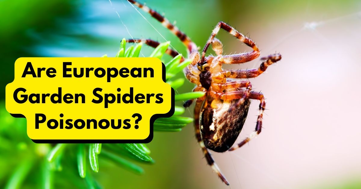 Are European Garden Spiders Poisonous