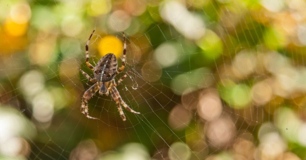 European Garden Spiders