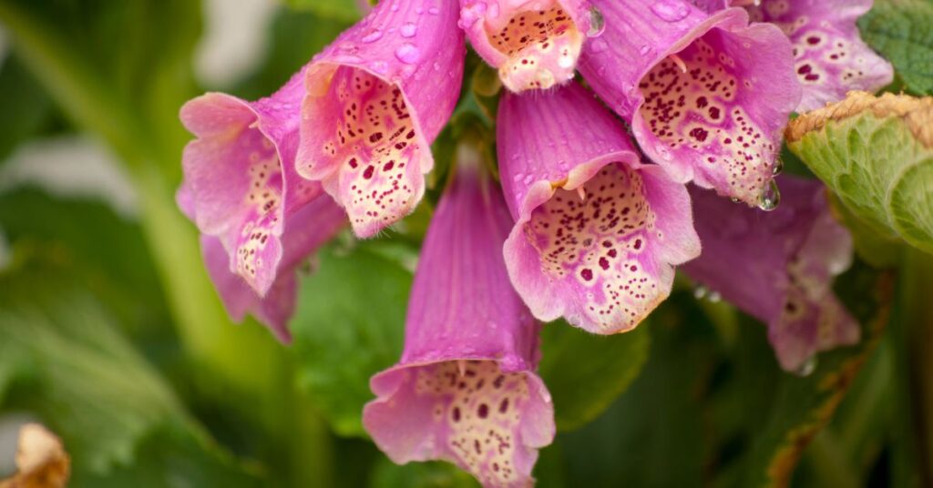 Foxgloves 