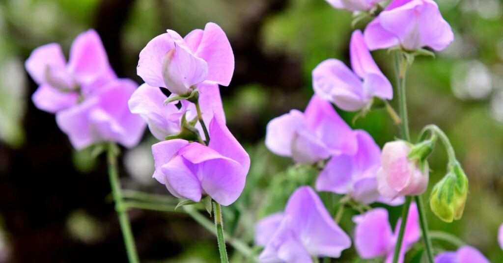 Sweet Peas