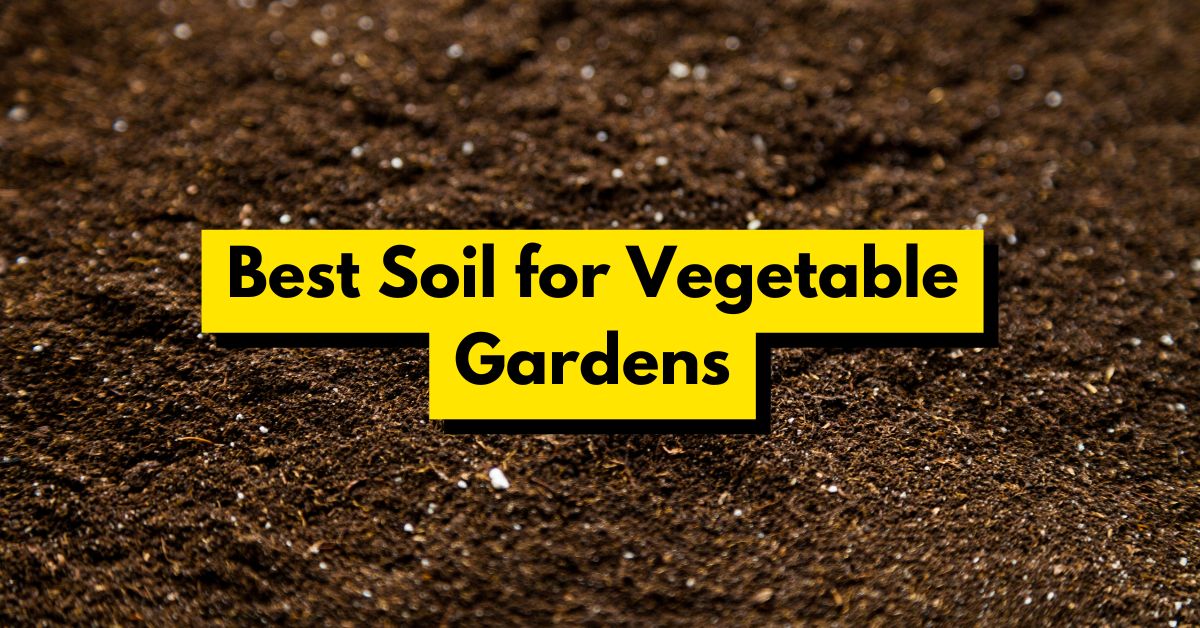 Best Soil for Vegetable Gardens